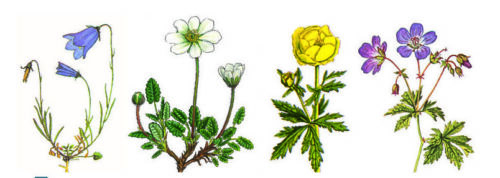 Banner til boka Fjellflora