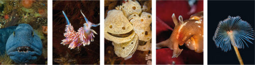 Banner til boka Saltstraumen